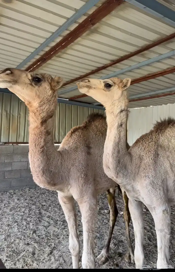 بكار. طيبه 1