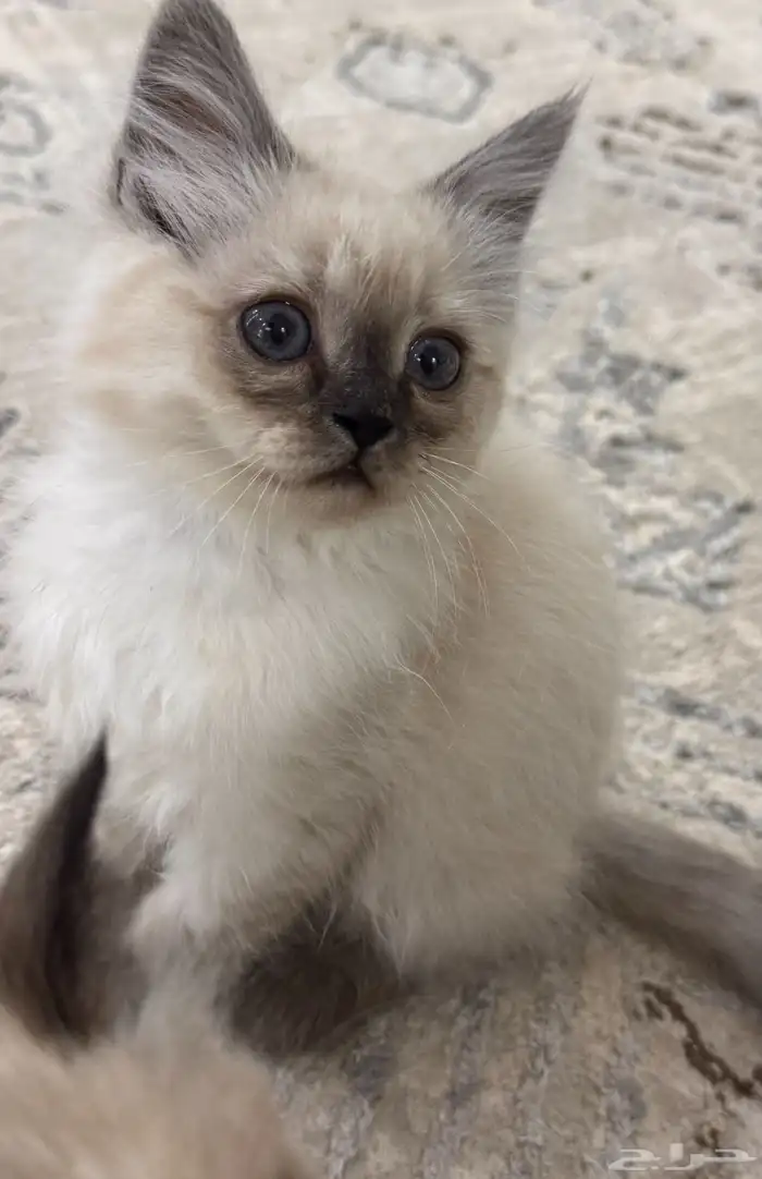 كيتن همالايا للبيع 8