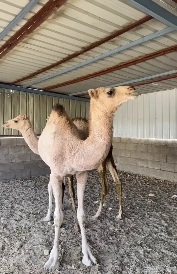 بكار. طيبه 0