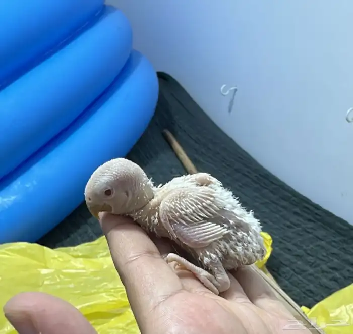 فروخ روز البينو 1