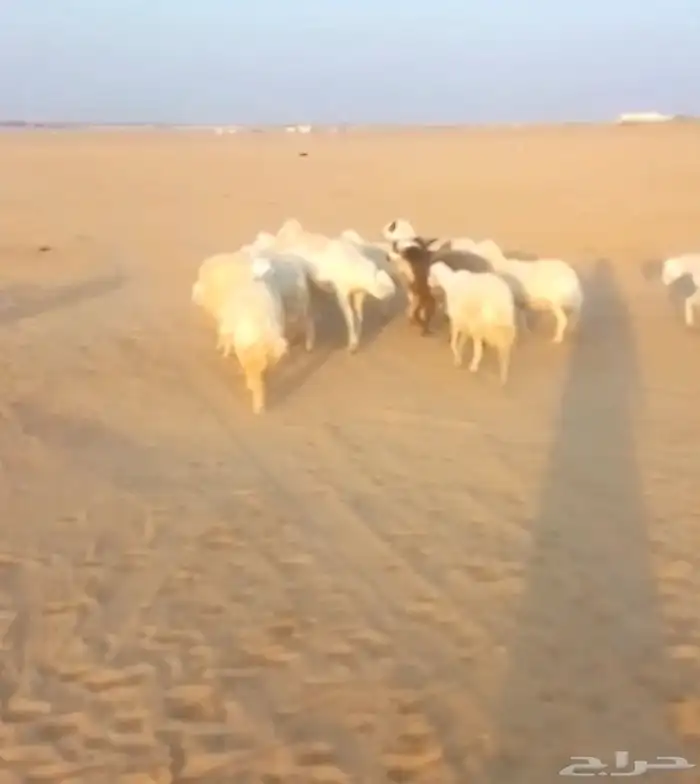 غنم 25 راس حرية ماشاء الله على السوم والبيع حيل 0