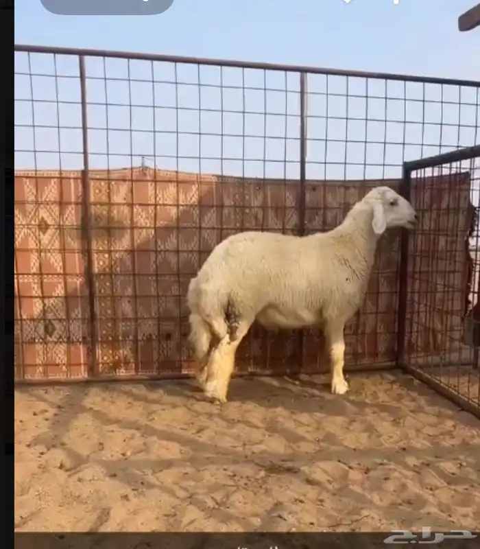 تممم البيعع ربي يبارك له 0