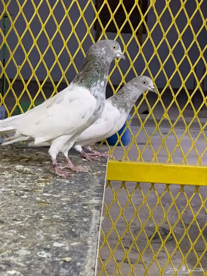 حمام باكستاني 1