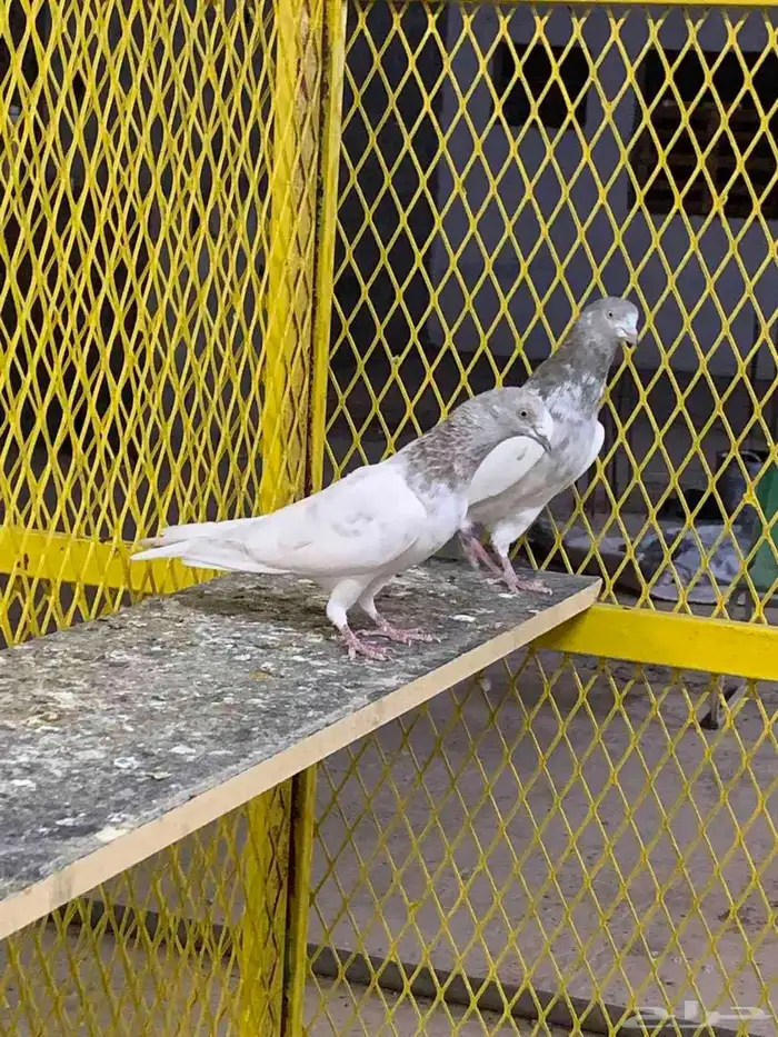 حمام باكستاني 0