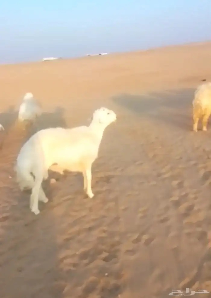 غنم 25 راس حرية ماشاء الله على السوم والبيع حيل 1
