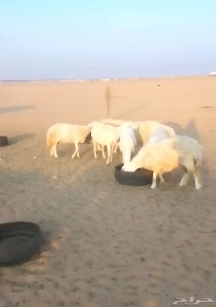 غنم 25 راس حرية ماشاء الله على السوم والبيع حيل 2