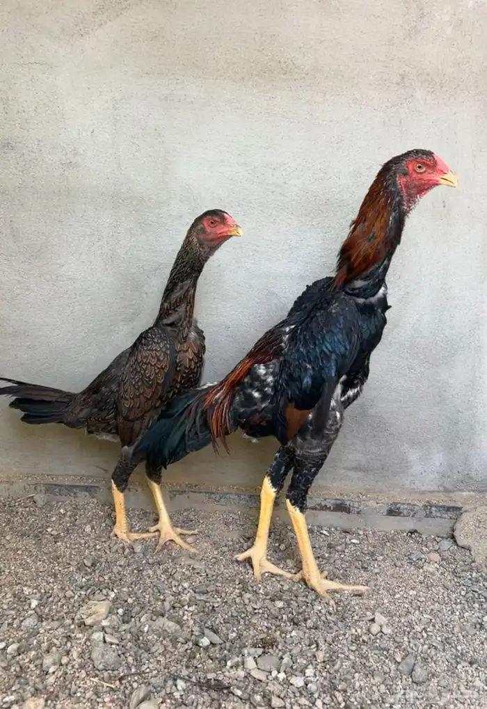 شامو ياباني 2