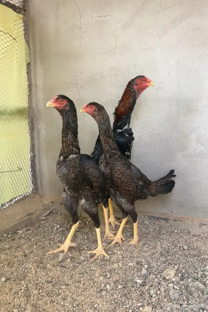 شامو ياباني 1