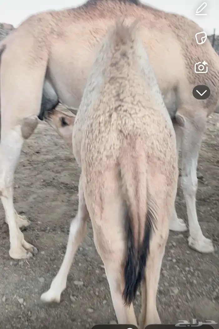 بكره عمرها 5 اشهر على حليب أمها فل شحم سراة عبيده 4