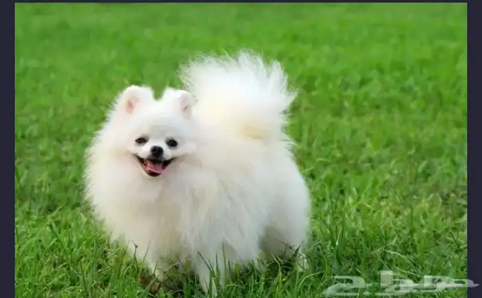 احتاج كلب مثل ذا انثى او ذكر تبني بدون رسوم بصحه كويسه 0