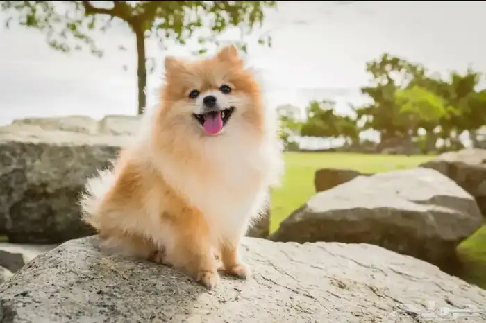 كلب بومرينيان للبيع العمر 7شهور 0