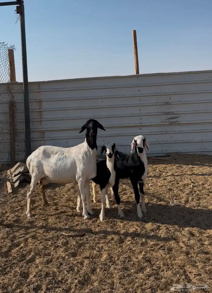 مهاجين متاويم 1