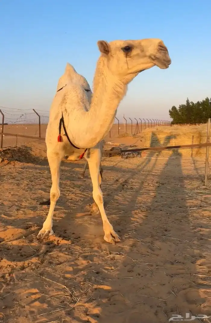 ضروبه رمانيه ام ثالث 3