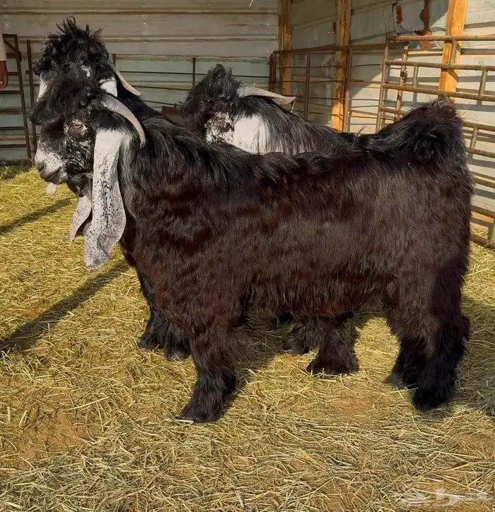 جذع عارضي صنف 3