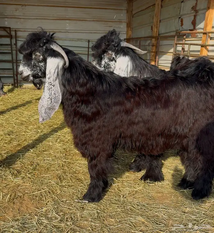 جذع عارضي صنف 8