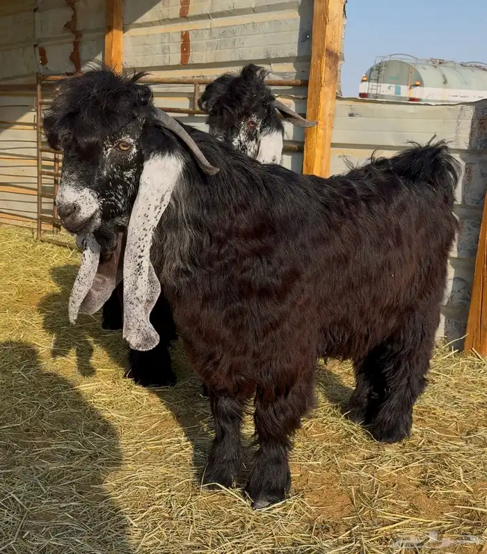 جذع عارضي صنف 4