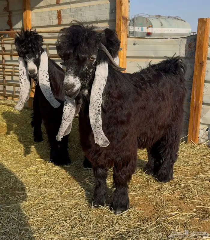 جذع عارضي صنف 7