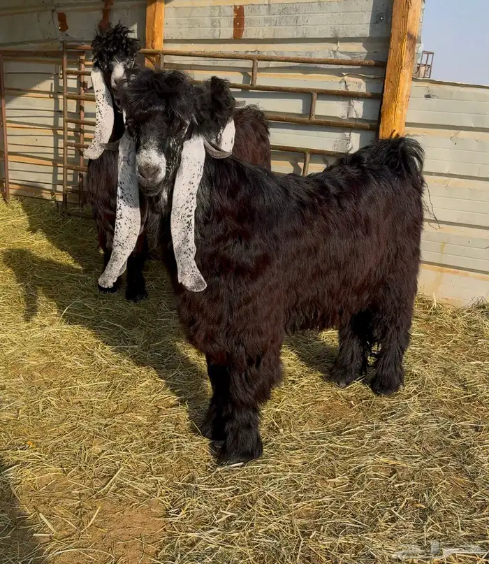 جذع عارضي صنف 2