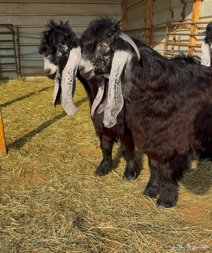 جذع عارضي صنف 1