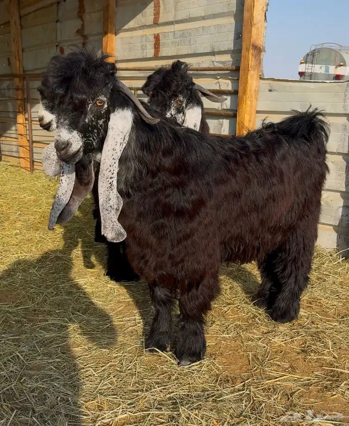 جذع عارضي صنف 0