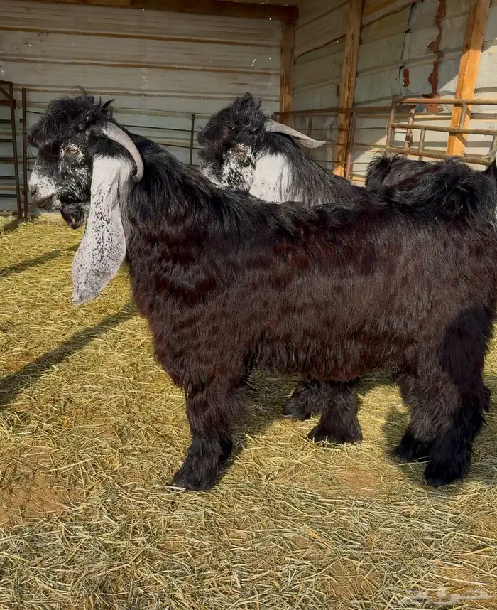 جذع عارضي صنف 5