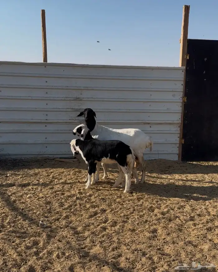 مهاجين متاويم 0