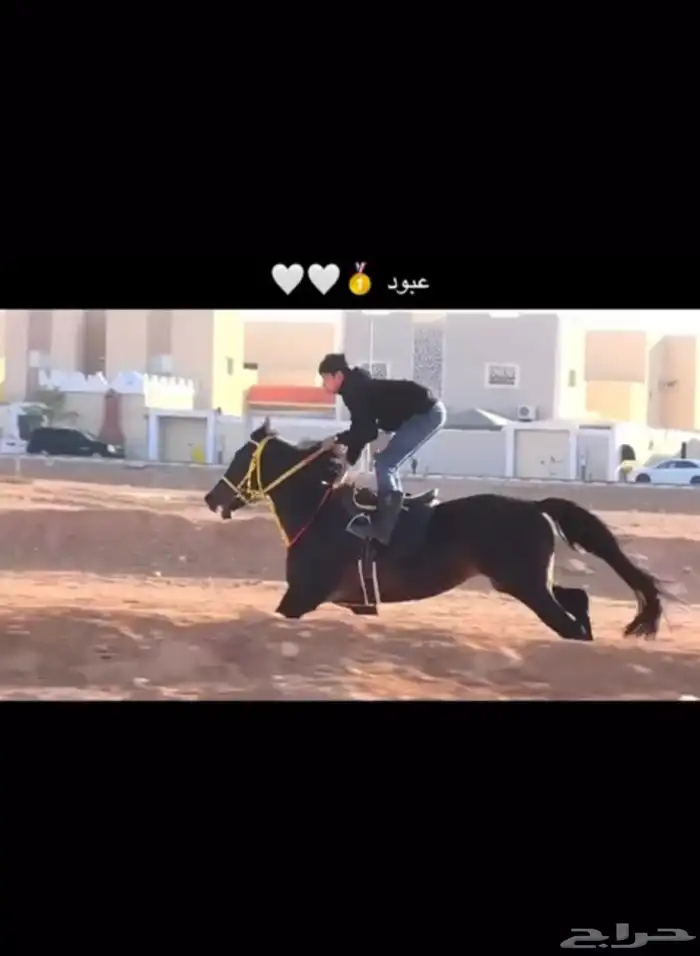 حصان واهو سبوق حفيد البطل عامر من الاب ومن الام داحس 1
