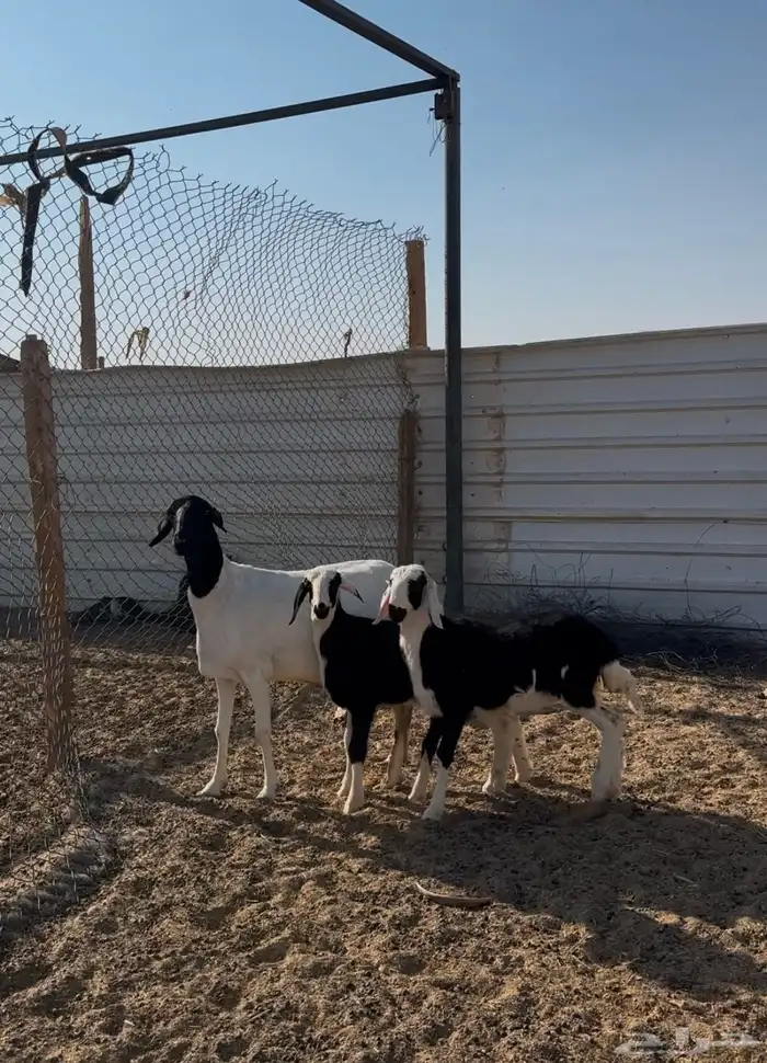 مهاجين متاويم 4