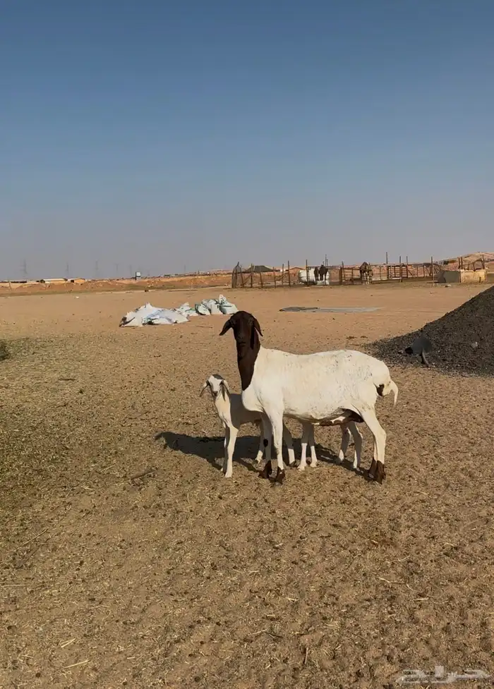 مهاجين متاويم 2