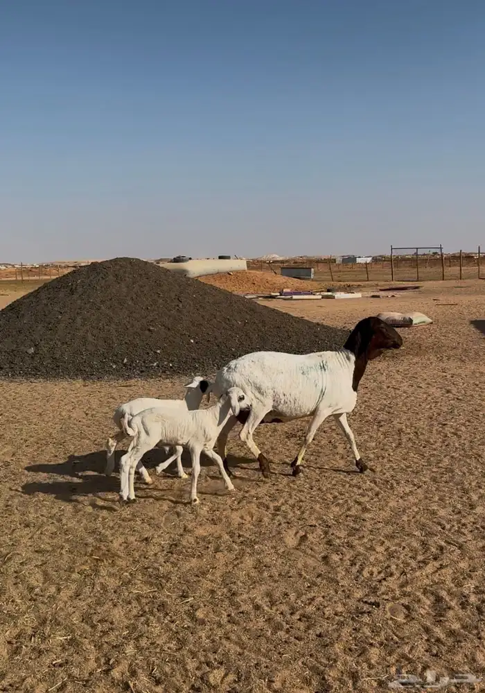 مهاجين متاويم 3