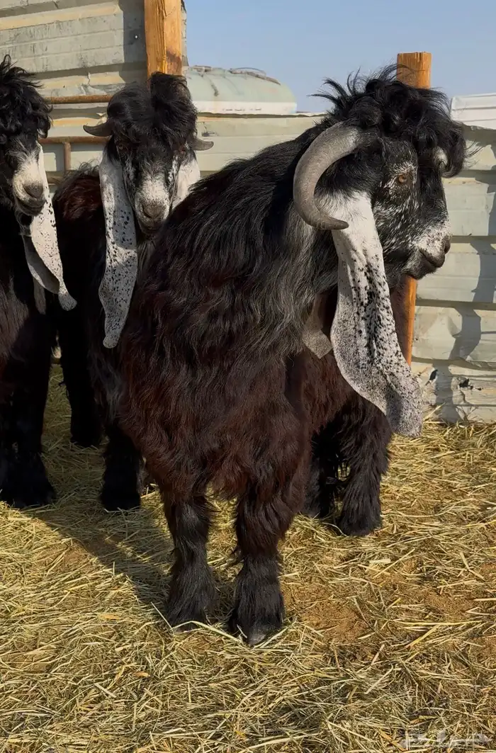 جذع عارضي صنف 6