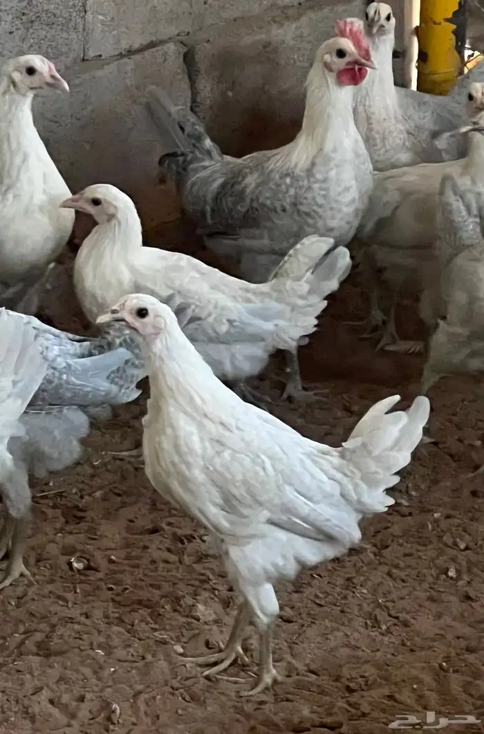 دجاج فيومي المنيوم العمر من خمس اشهر الى سته للمربين فقط 8