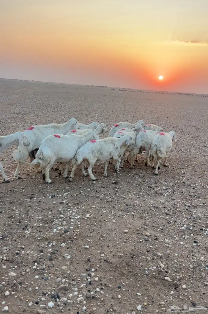 حريات دفيع على الشرط 0