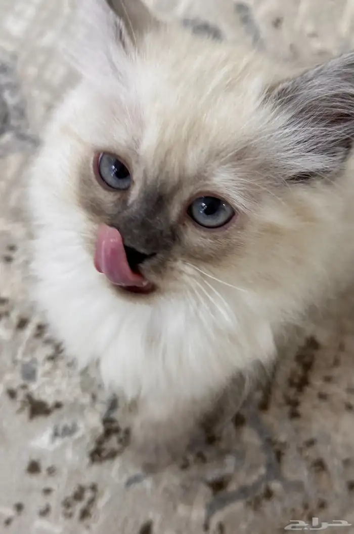 كيتن همالايا للبيع 2