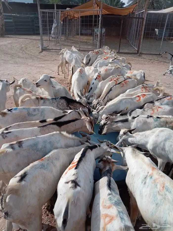 ذبايح بربري وتيوس جدعان ومرباه للجمله والتفريد 6