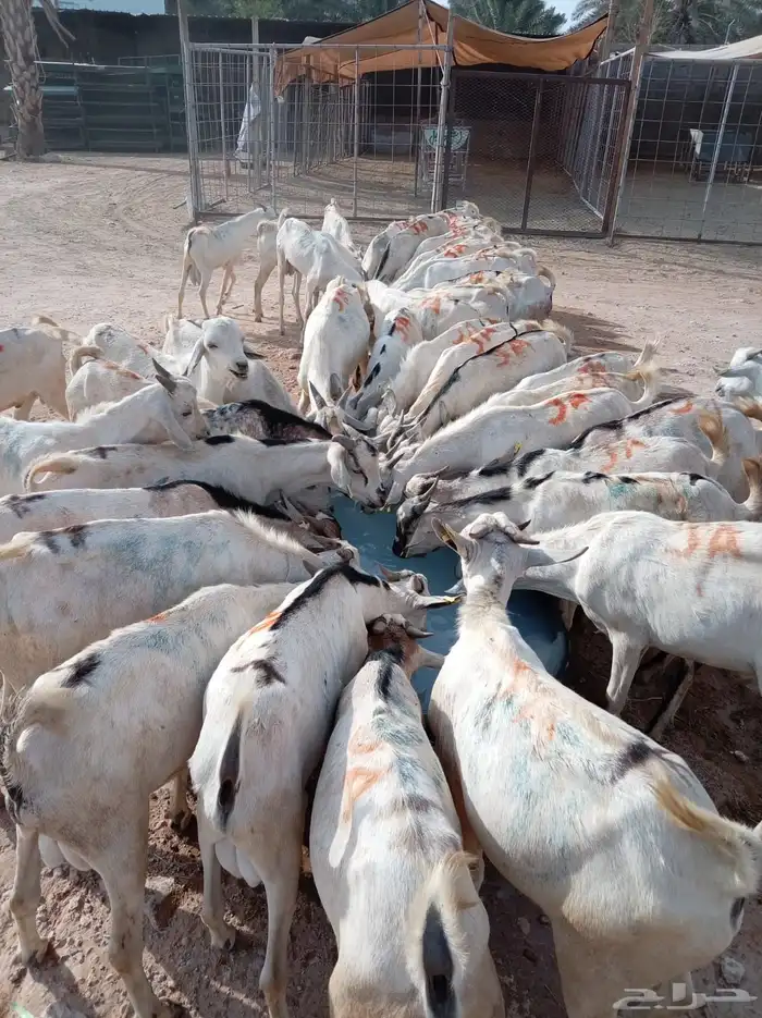 ذبايح بربري وتيوس جدعان ومرباه للجمله والتفريد 0