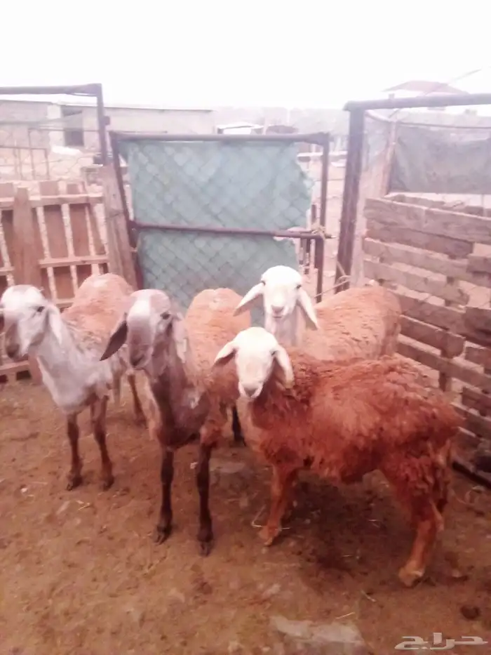 خرفان سواكني 1