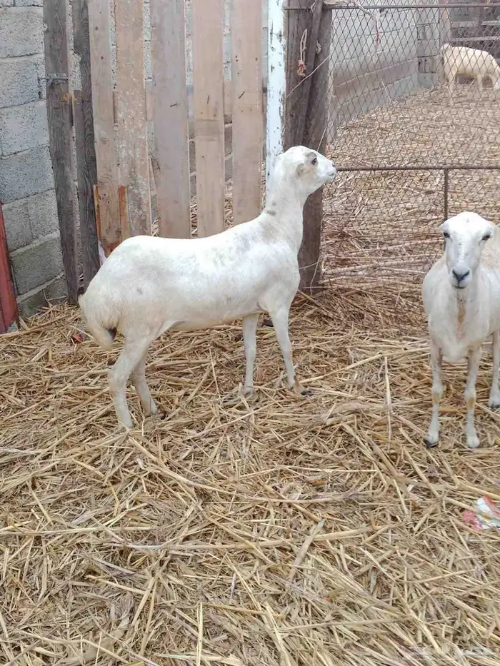 عرض بيع نعجه رباع 3