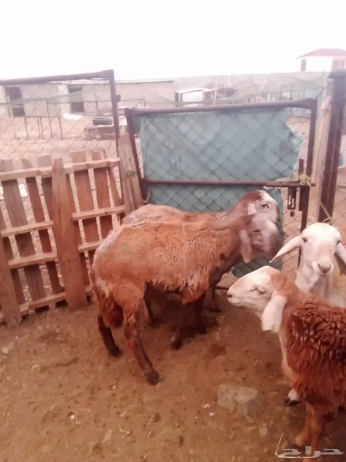 خرفان سواكني 0