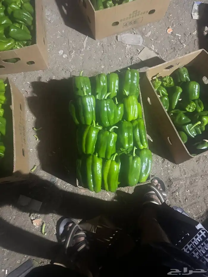 مشروع متميز لرجال وسيدات الأعمال 2