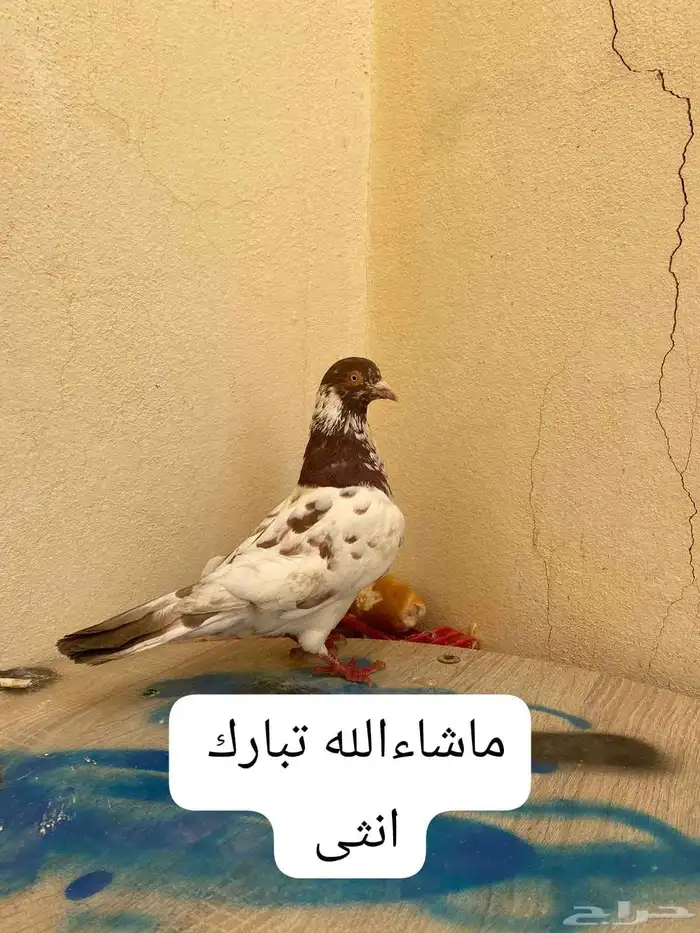 بسم الله الرحمن الرحيم اليوم عارض لكم حمام اليوم جبتها من 1