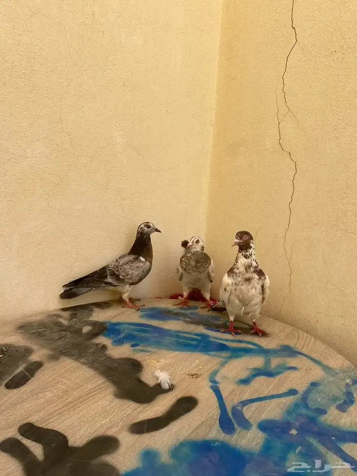 بسم الله الرحمن الرحيم اليوم عارض لكم حمام اليوم جبتها من 0