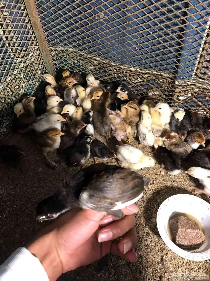 صيصان بلدي 1