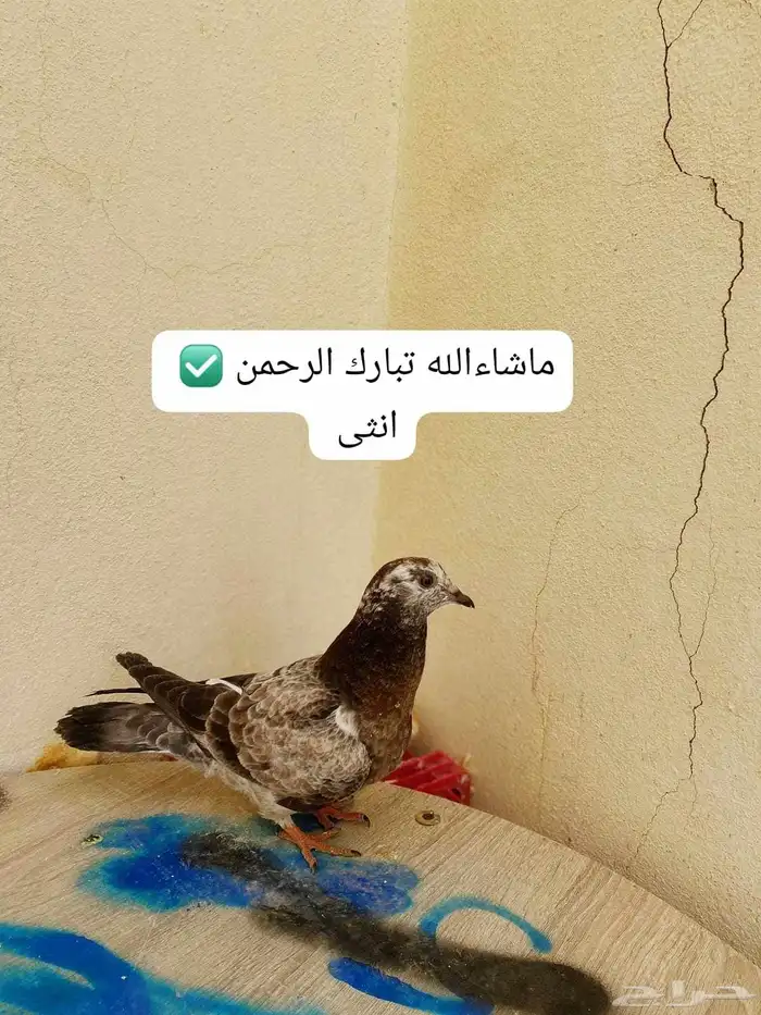 بسم الله الرحمن الرحيم اليوم عارض لكم حمام اليوم جبتها من 2