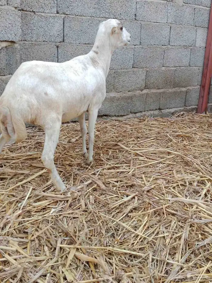 عرض بيع نعجه رباع 4