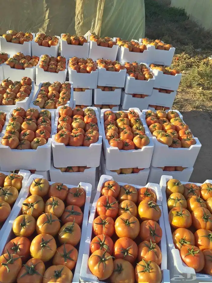 مشروع متميز لرجال وسيدات الأعمال 1