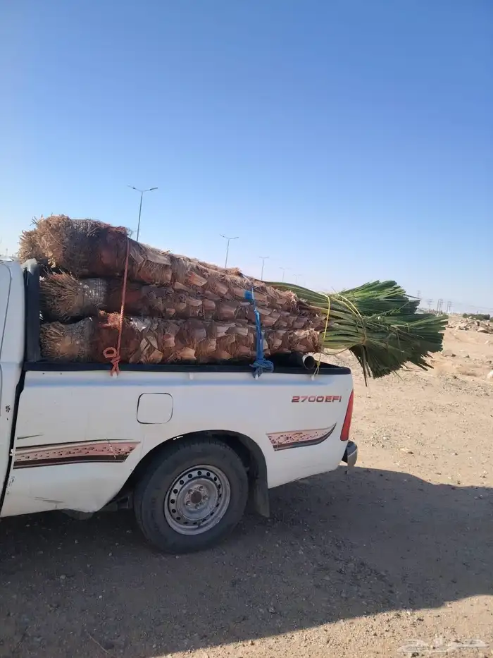 نخل للبيع خلاص وسكري المظيلف القوز حلاي 6