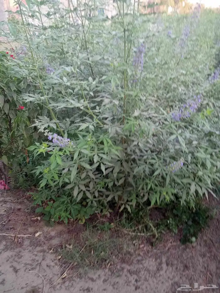 مشتال افندينه لي ازراعه وتنثيك الحديق والسترحات 2