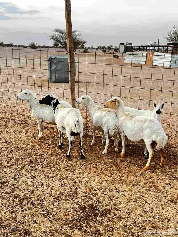 غنم رفد دفيع 0