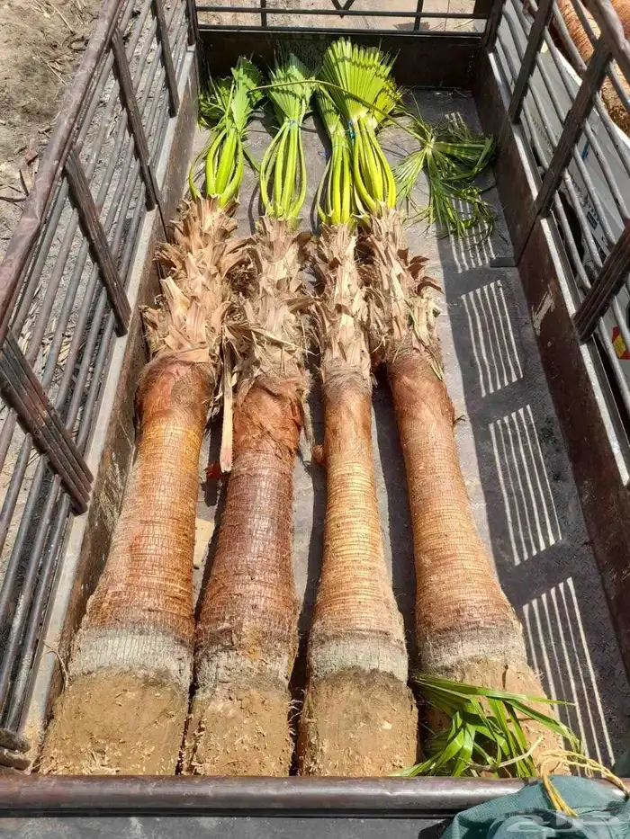 نخل واشنطني زينه 7